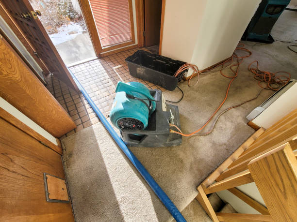 Best Mold removal after water damage  in Woodville, AL