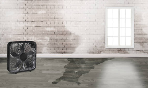 Best Fire Damage Restoration  in Woodville, AL